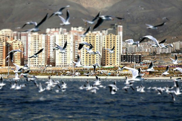 برگزیدگان جشنواره «پرندگان مهاجر دریاچه خلیج فارس» معرفی شدند